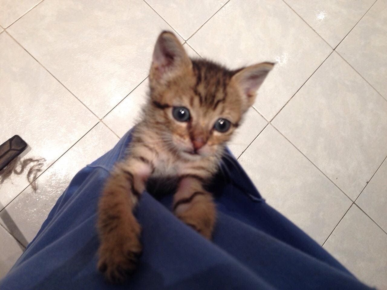 Un gatito está sentado en el regazo de alguien y mira a la cámara.