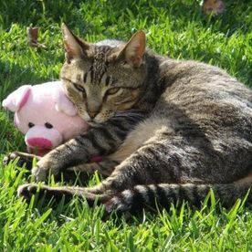 Un gato está tumbado en el césped junto a un cerdo de peluche.