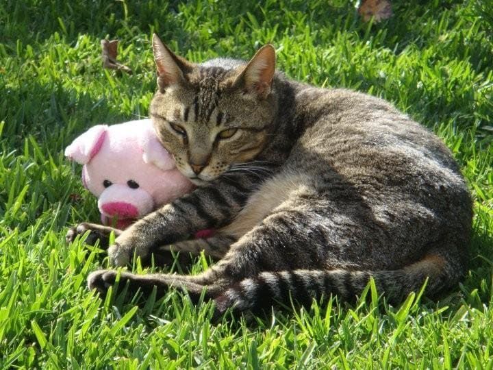 Un gato tumbado en el césped con un cerdo de peluche.