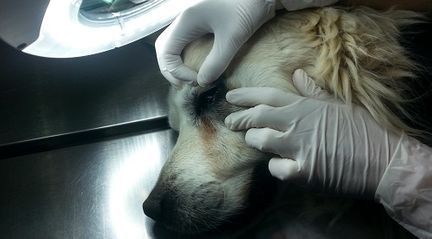 Una persona está examinando el ojo de un perro con una lupa.
