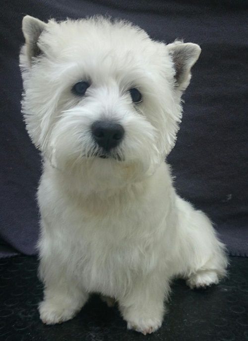 Un pequeño perro blanco está sentado y mirando a la cámara.