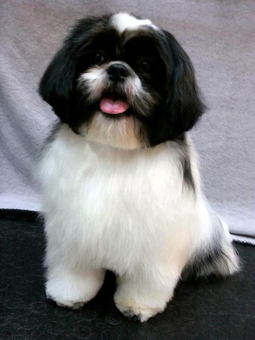 Un perro blanco y negro está sentado en una mesa con la lengua afuera.