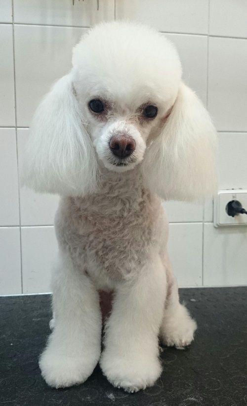 Un pequeño caniche blanco está sentado en una mesa.