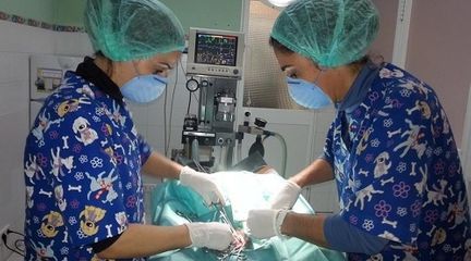 Dos cirujanas están realizando una cirugía a un perro