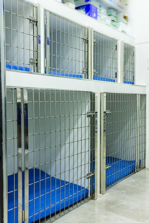 Una fila de jaulas para perros con colchones azules en una habitación.