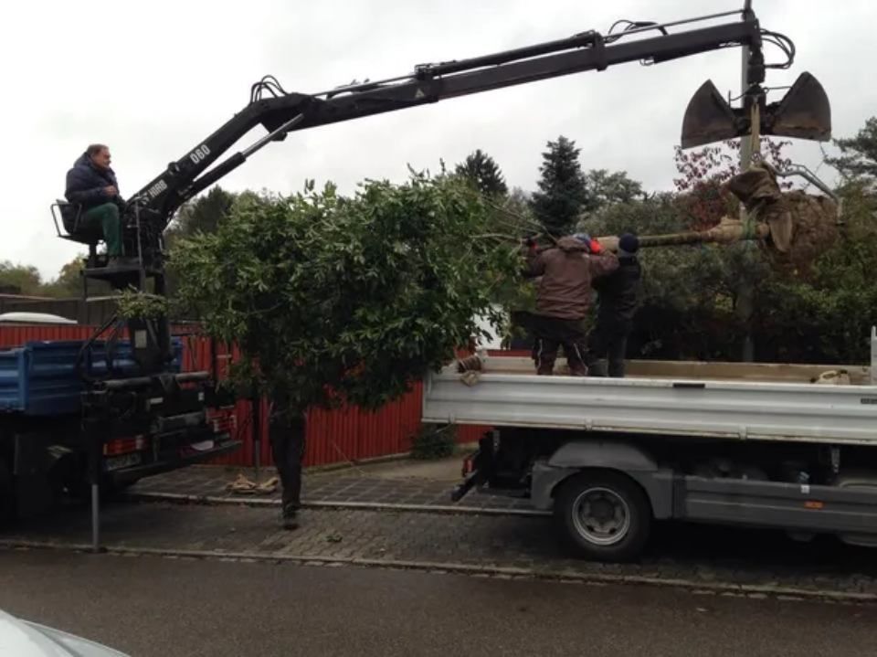 Ein Kran hebt einen Baum auf einen LKW; zwei Arbeiter helfen dabei. Bewölkter Tag.
