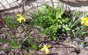 Gelbe Blumen in einem Beet