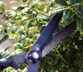 Heckenschere schneidet Pflanzen