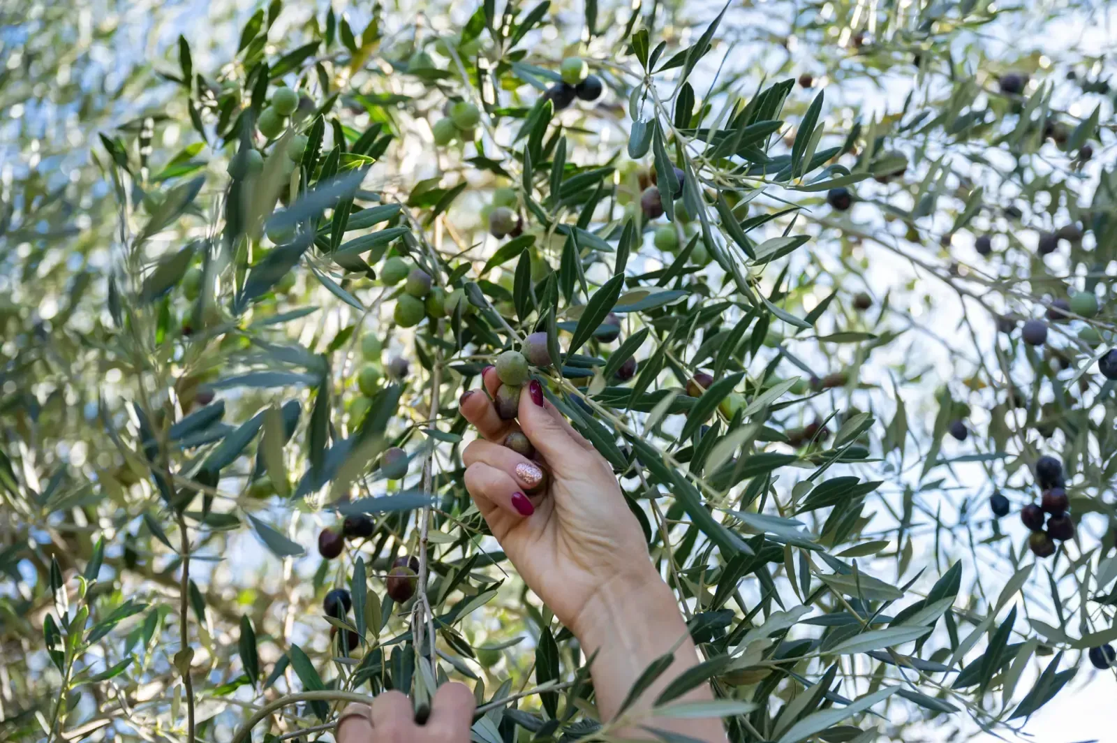 Una mano con uñas esmaltadas de color rojo se extiende para recoger aceitunas oscuras y maduras de las ramas de un olivo.