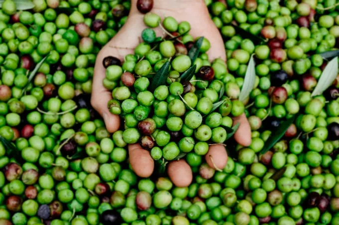 Una persona sostiene un gran puñado rebosante de aceitunas verdes frescas con unas cuantas aceitunas oscuras 