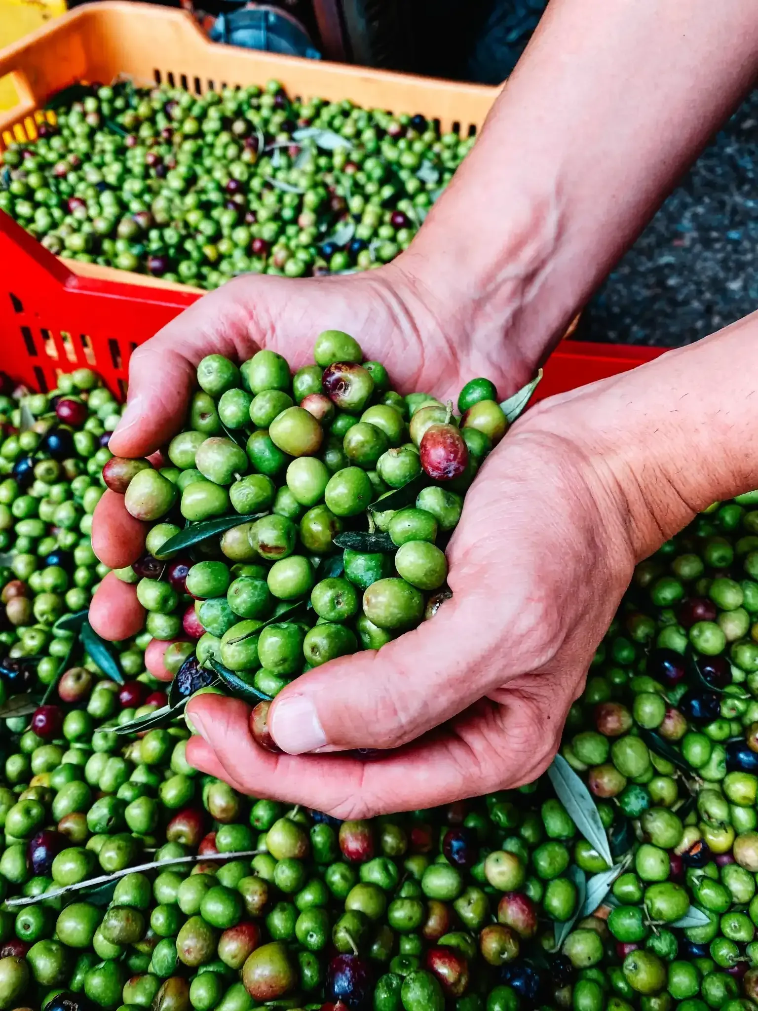 Manos sosteniendo un puñado de aceitunas verdes frescas encima de una caja llena de más aceitunas.
