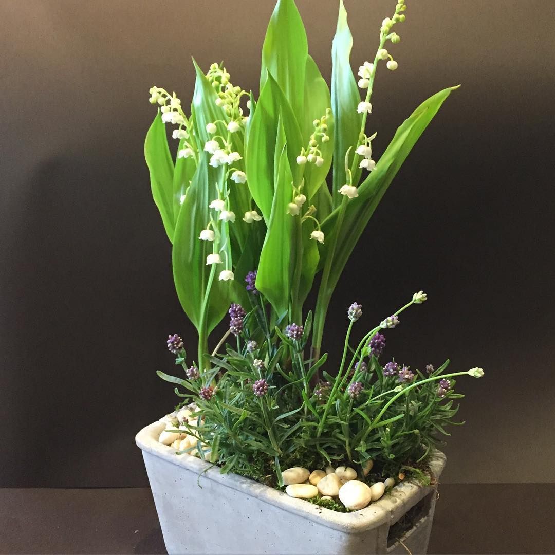 Muguet dans un pot en pierre