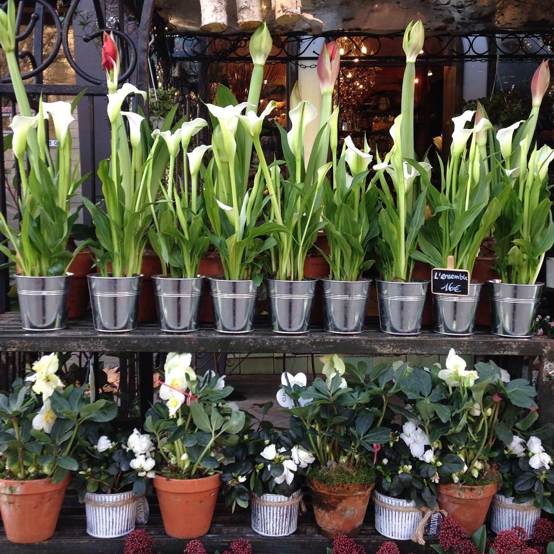 Plantes et fleurs blanches