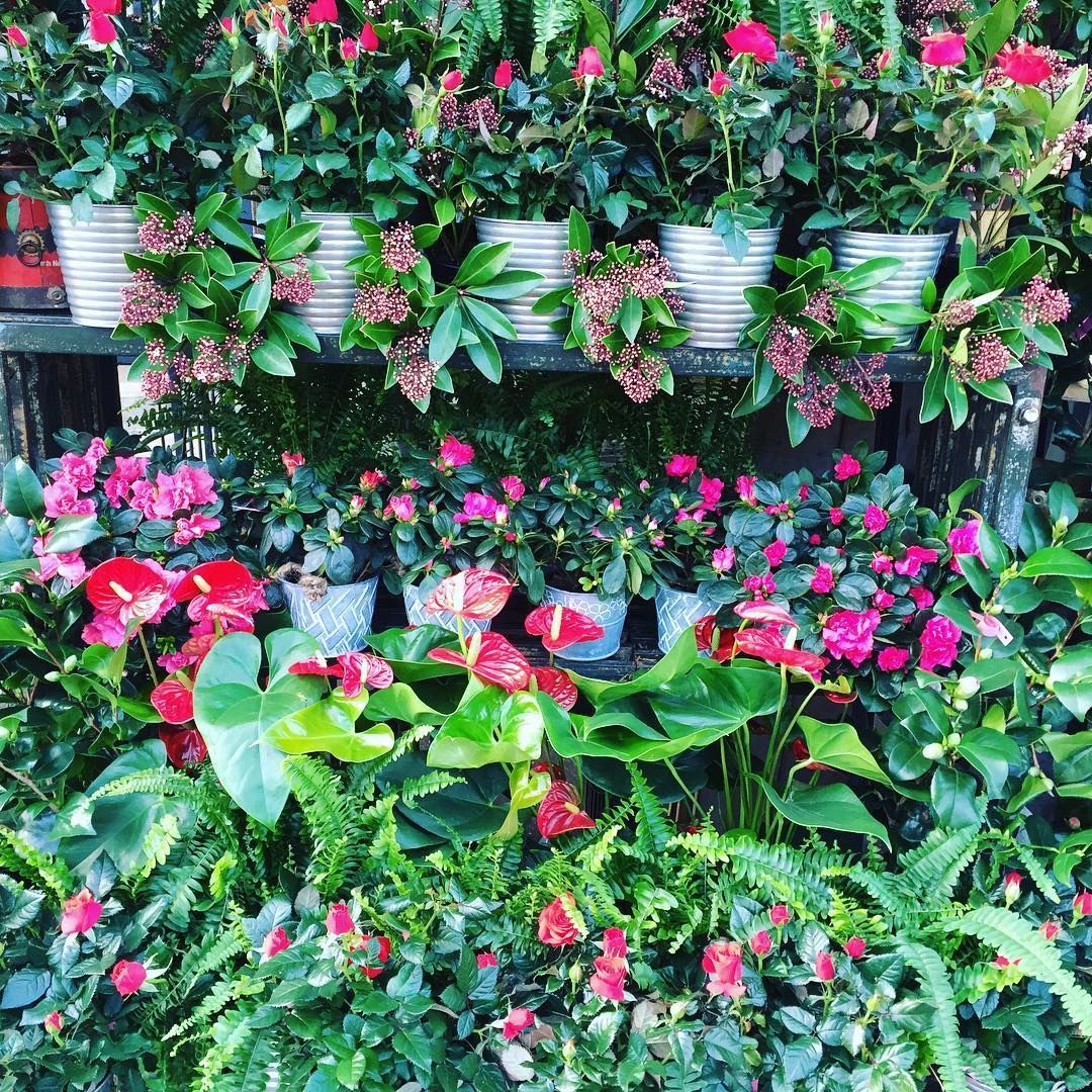 Plantes et fleurs rose