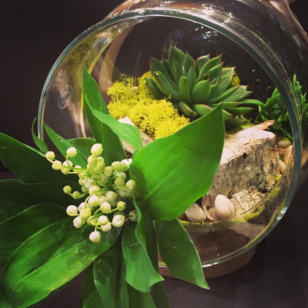 Cactus et muguet dans un pot en verre