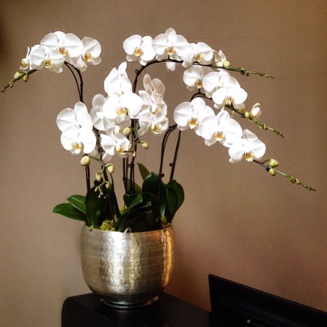 Fleurs blanches dans un vase en métal