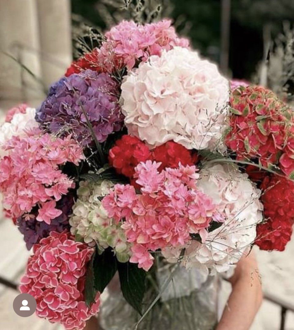 Hortensias roses, mauves, rouges et blancs