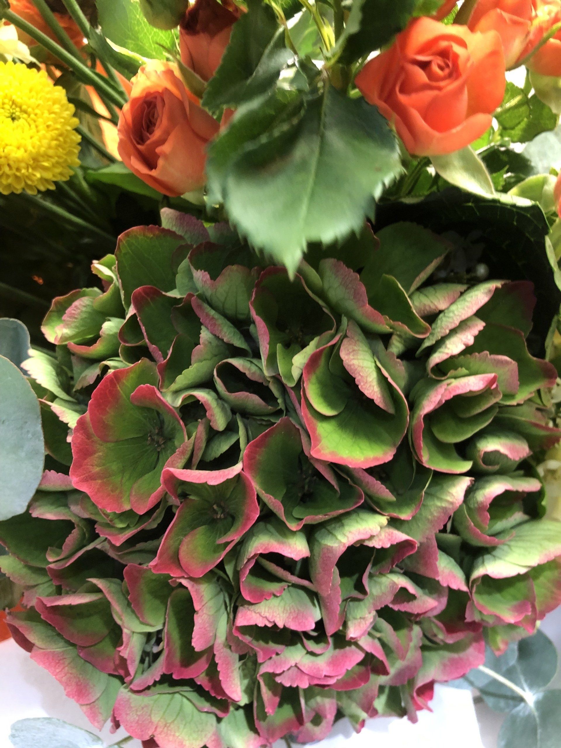 Hortensia vert et rose