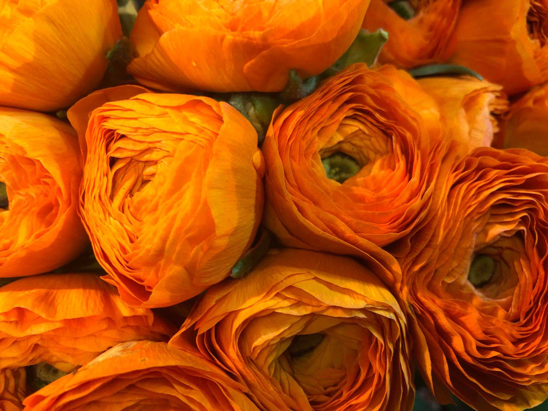 Fleurs orange en gros plan