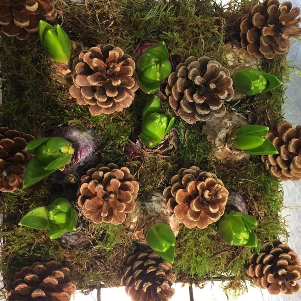 Construction d'art floral avec des pomme de pin et des germes