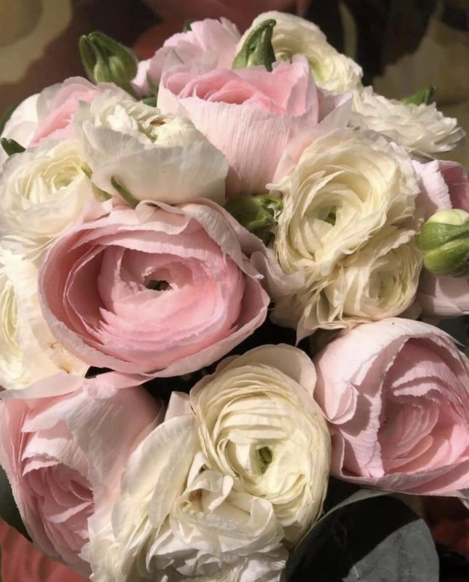 Roses rosées en gros plans