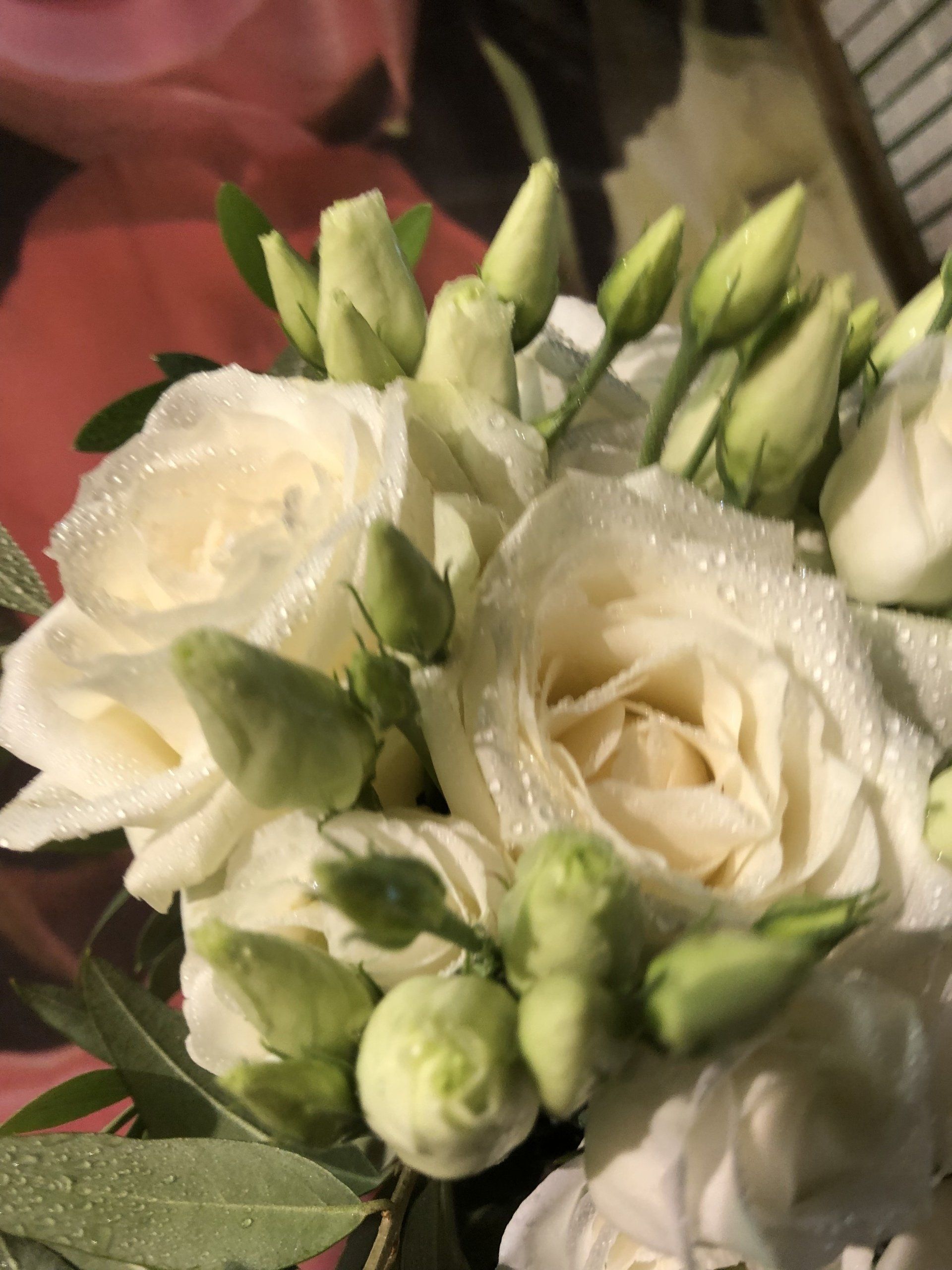 Roses blanches perlées en gros plan