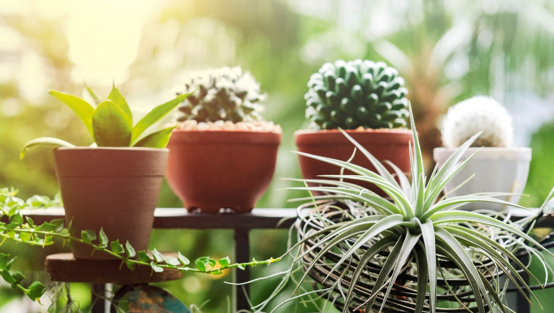 Cactus et plante grasse en extérieur