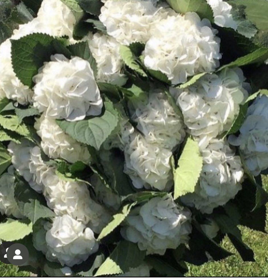 Bouquet d'hortensias blancs