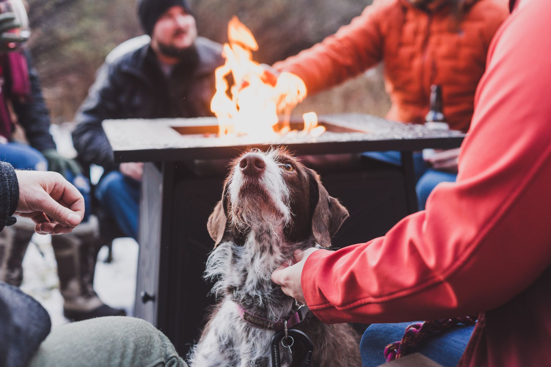 Dog with people relaxing around a firepit in Central Oregon during winter
