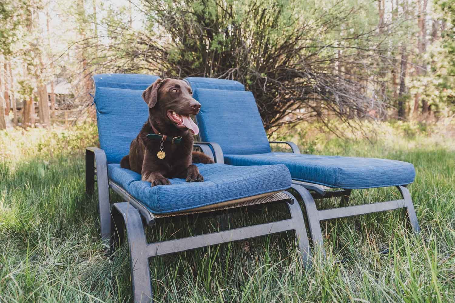 a dog is laying on a blue lounge chair in the grass .