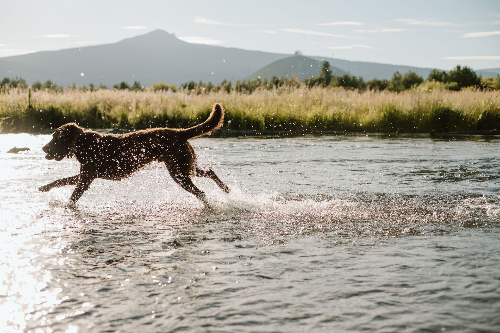 dog splashing in the water near Bend, Oregon