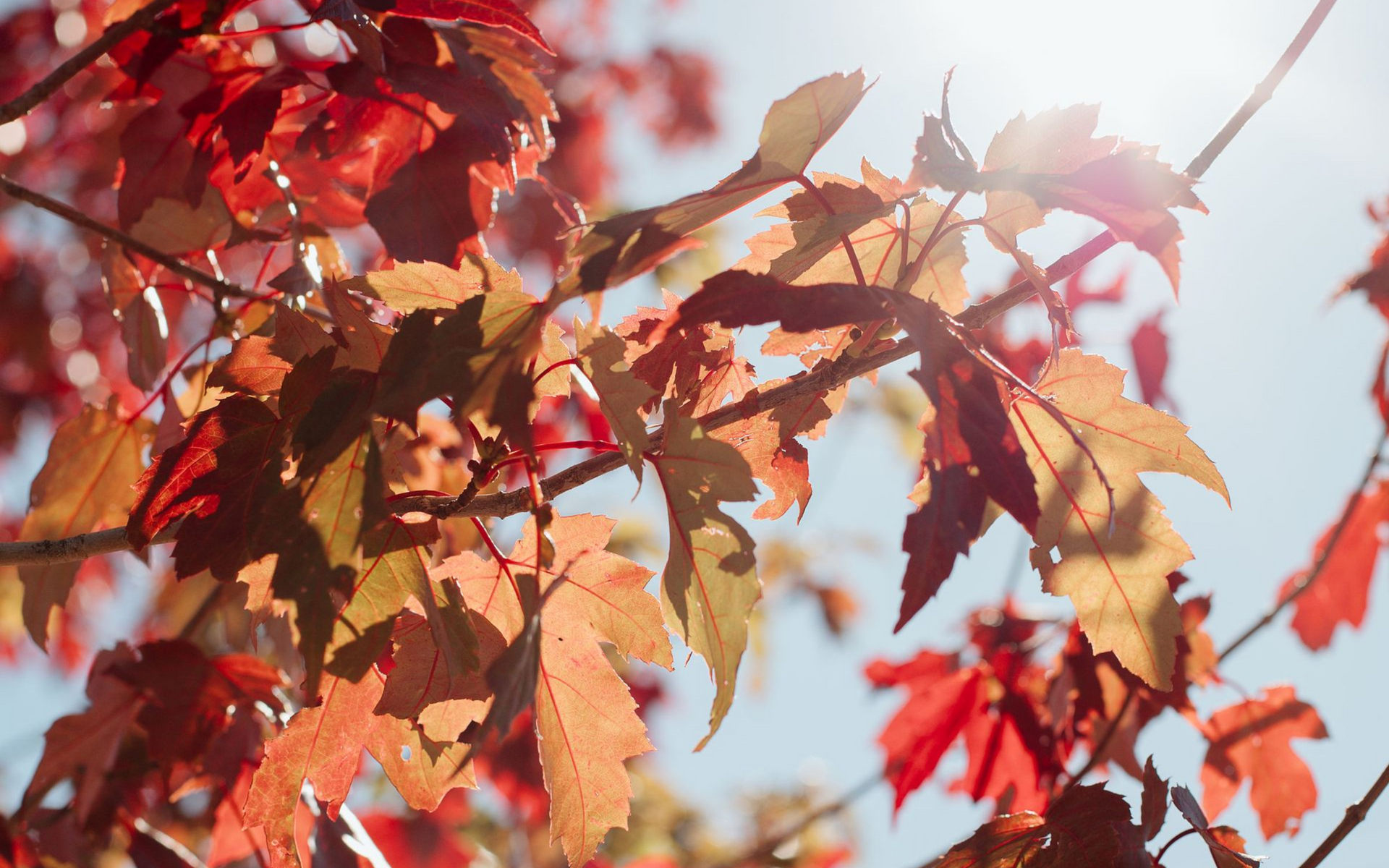 Fall Leaves at a Vacation Rental in Bend Oregon to represent November events in Central Oregon