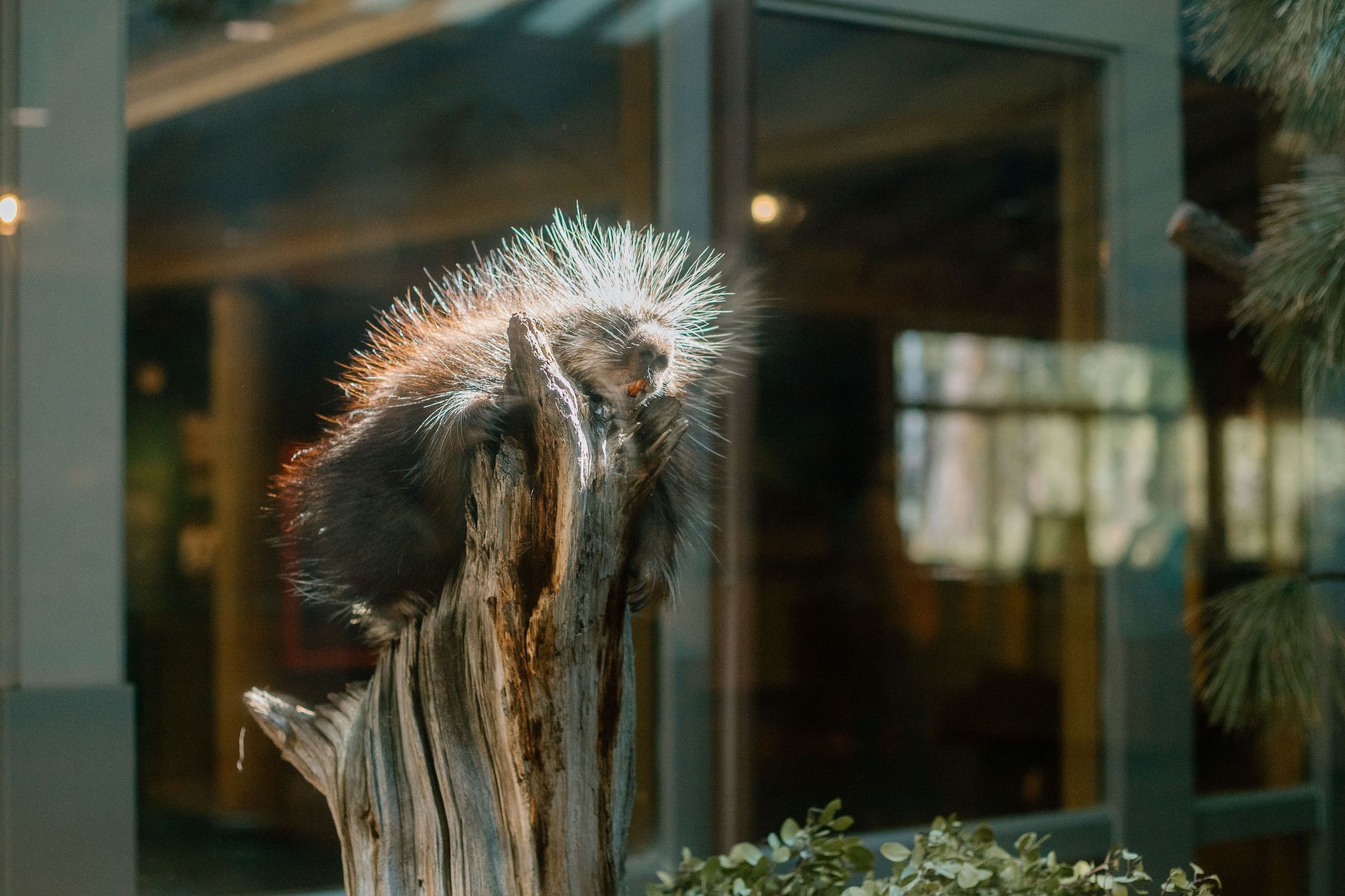 Animal in an exhibit at the High Desert Museum