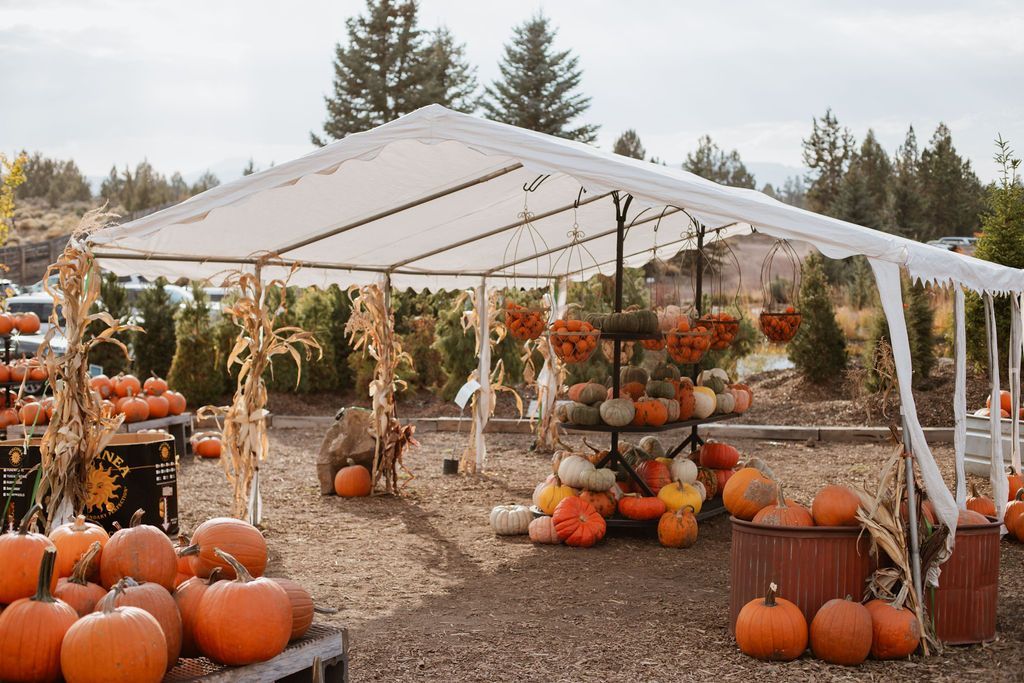 pumpkins at Smith Rock Ranch one of the best things to do in Central Oregon in fall