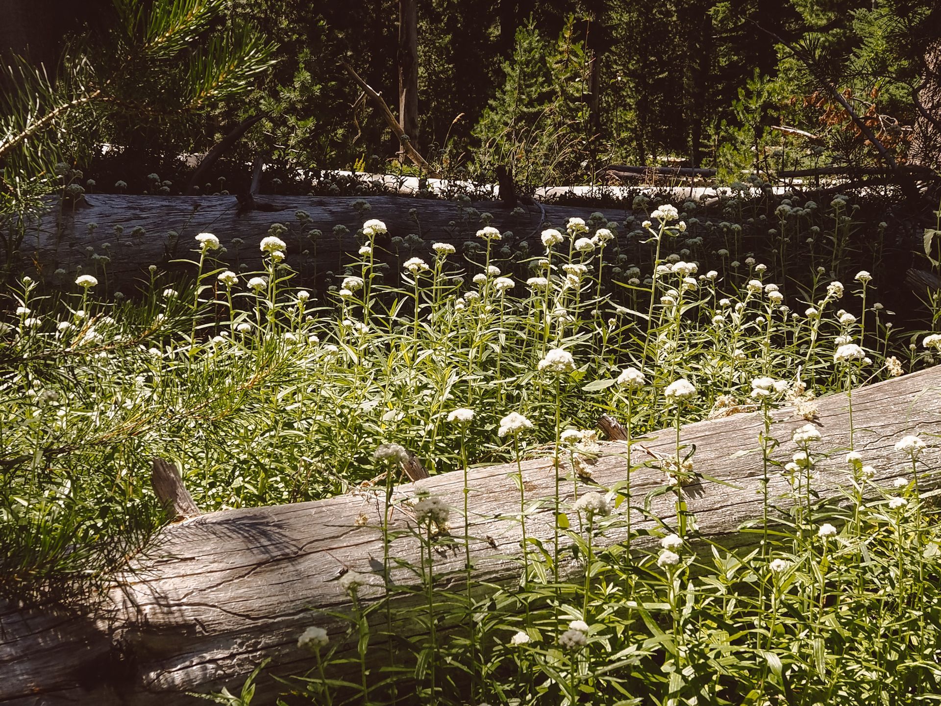 Meadow in Central Oregon