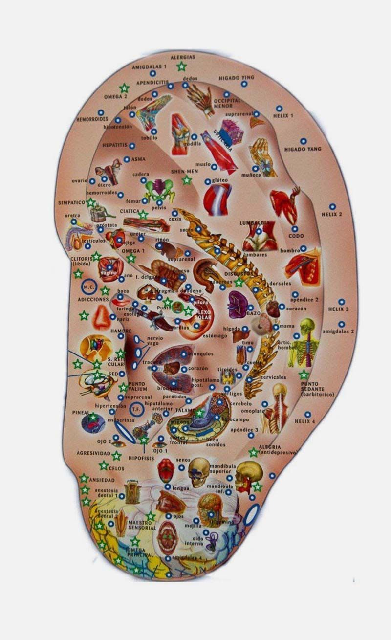Ilustración de una oreja con puntos marcados para auriculoterapia, que representan la ubicación de los órganos y partes del cuerpo.