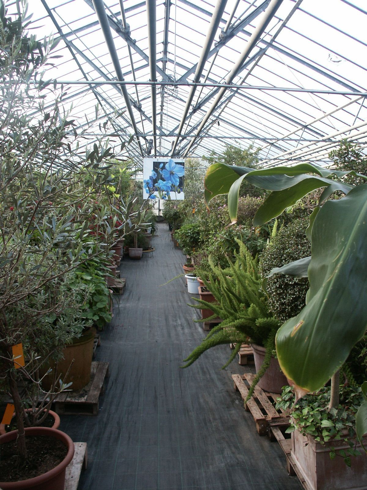 Topfpflanzen im Außenbereich