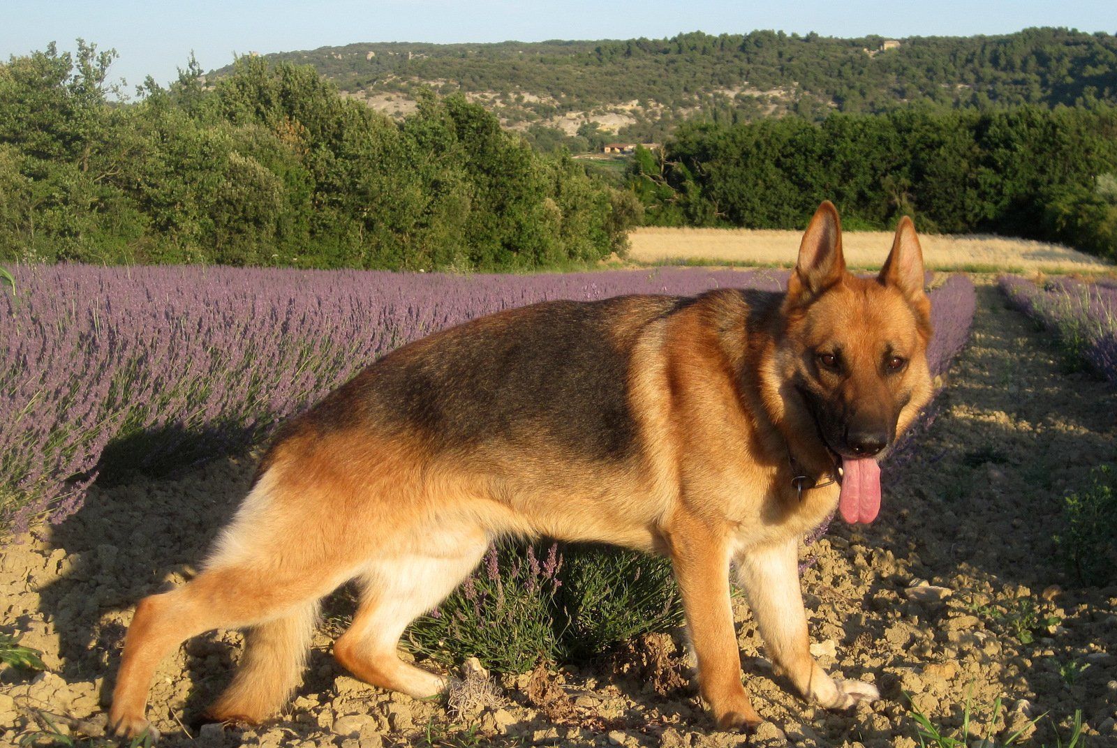 Bastan, berger allemand