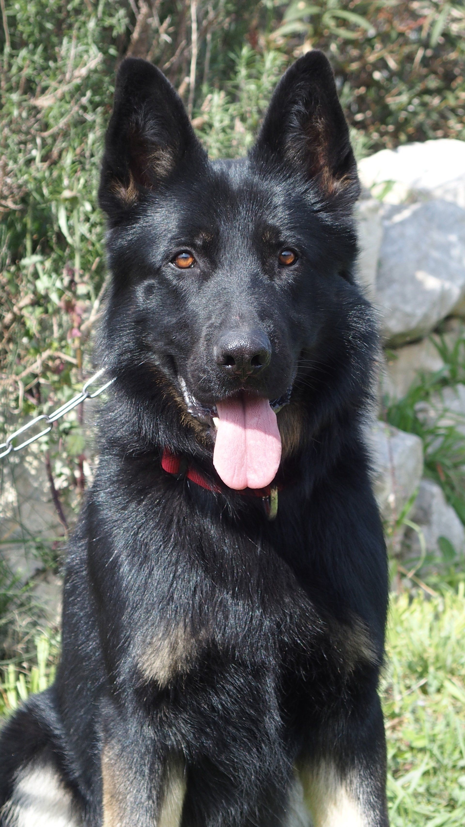 Gaho, berger allemand noir