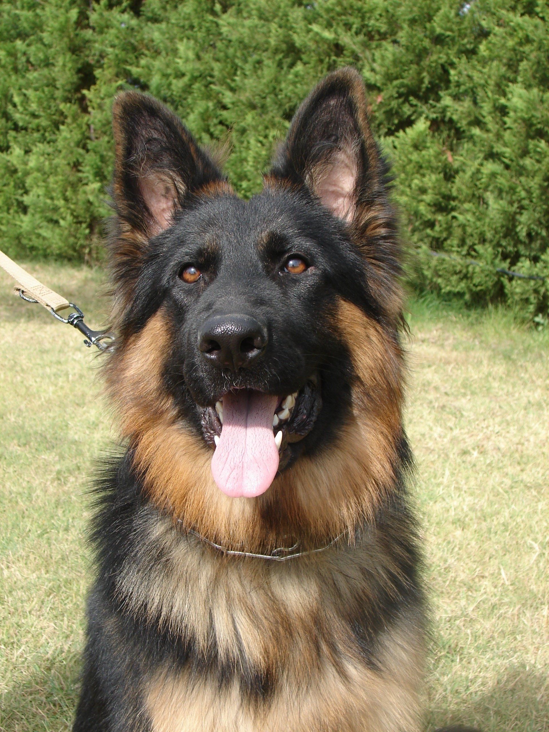 Ginger, femelle berger allemand