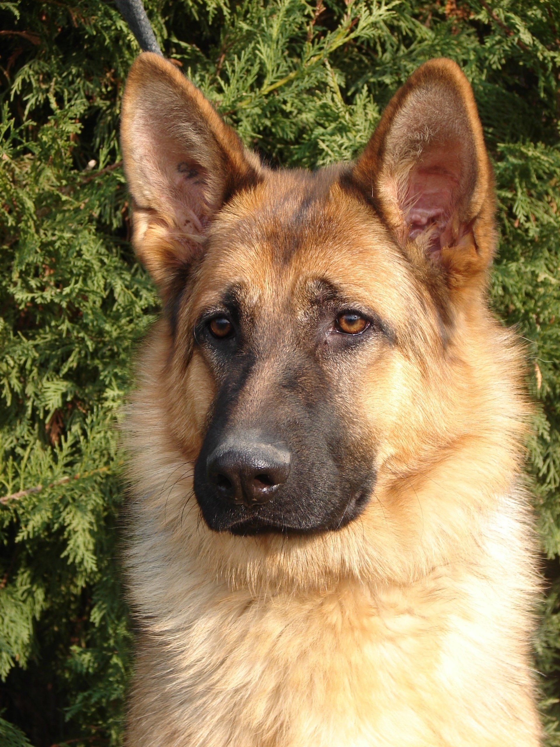 Hespoir, berger allemand femelle