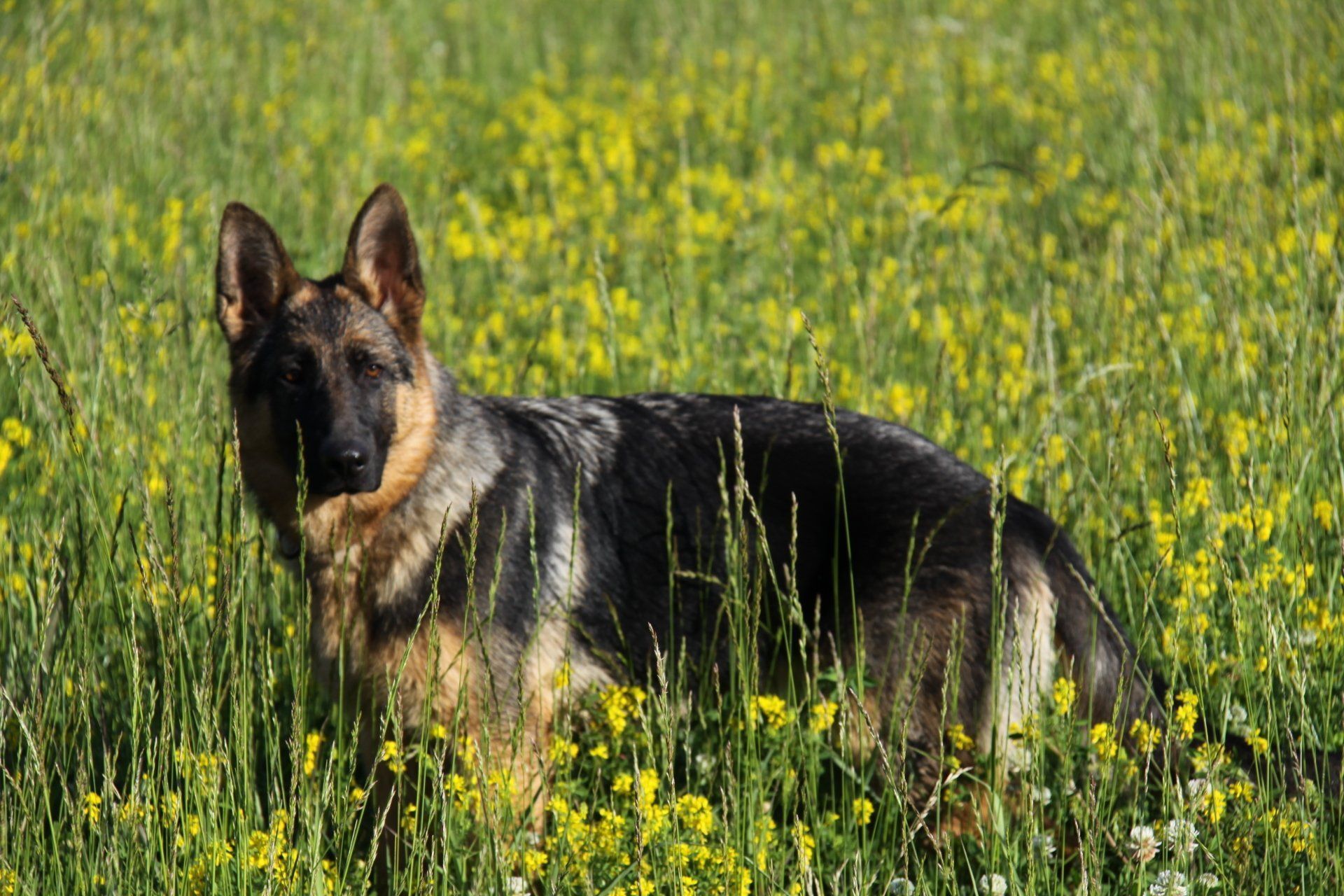 Jenny, femelle berger allemand