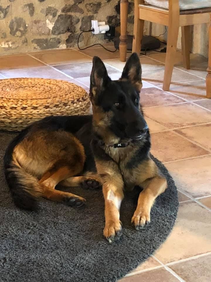 Ness, jeune femelle berger allemand