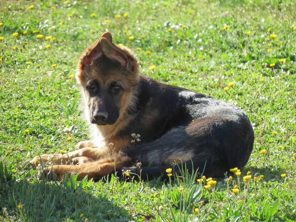 Hanka, bébé berger allemand