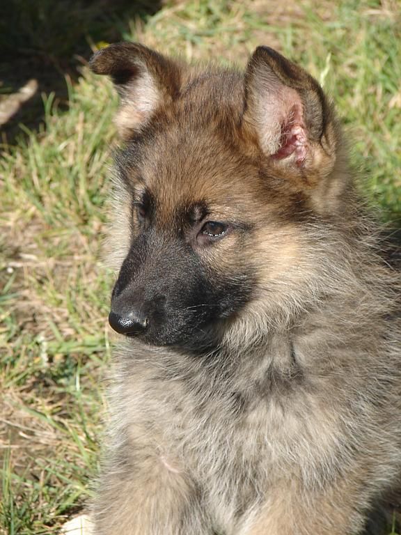 Hash, chiot berger allemand