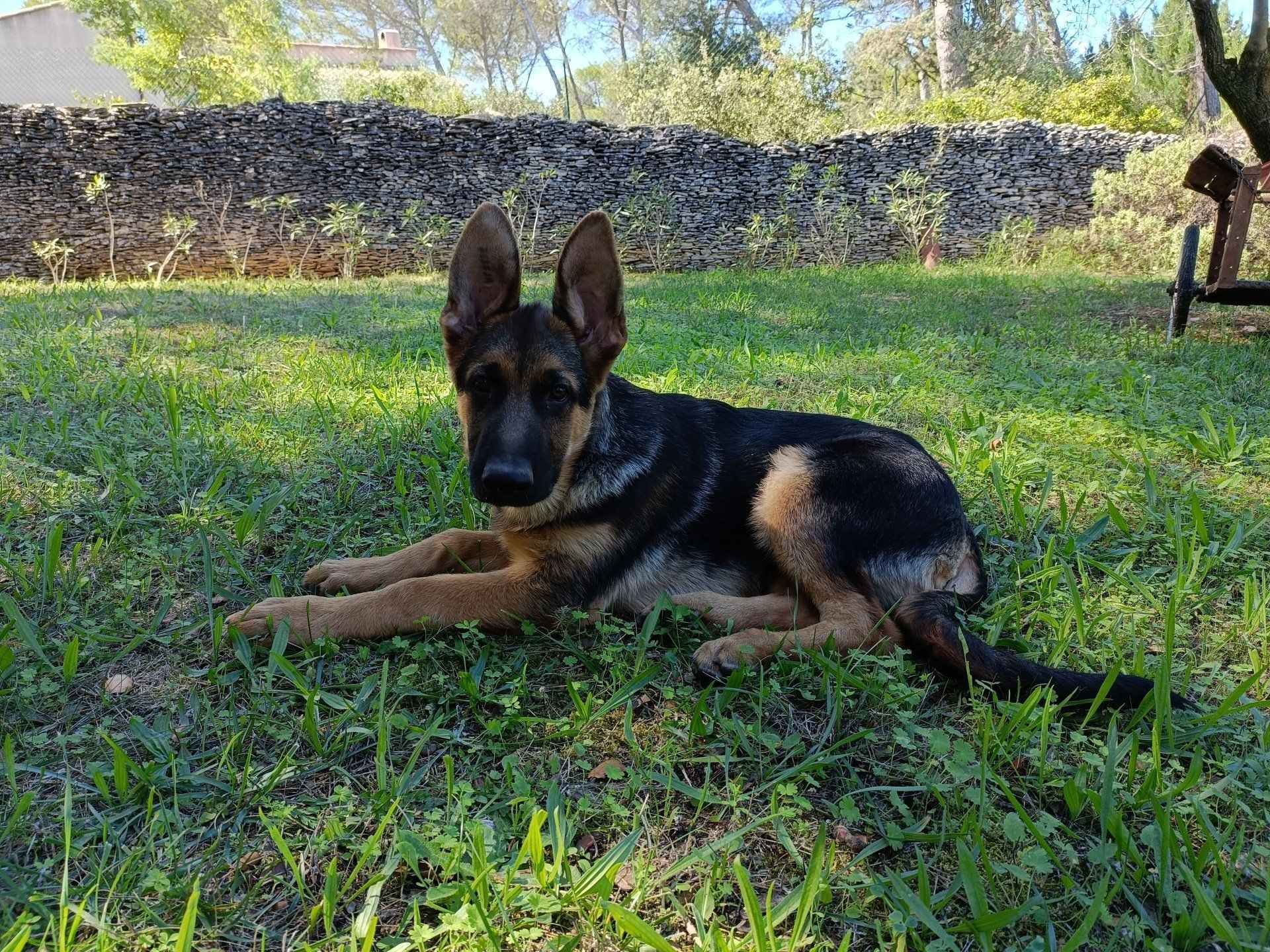 Twist, jeune berger allemand