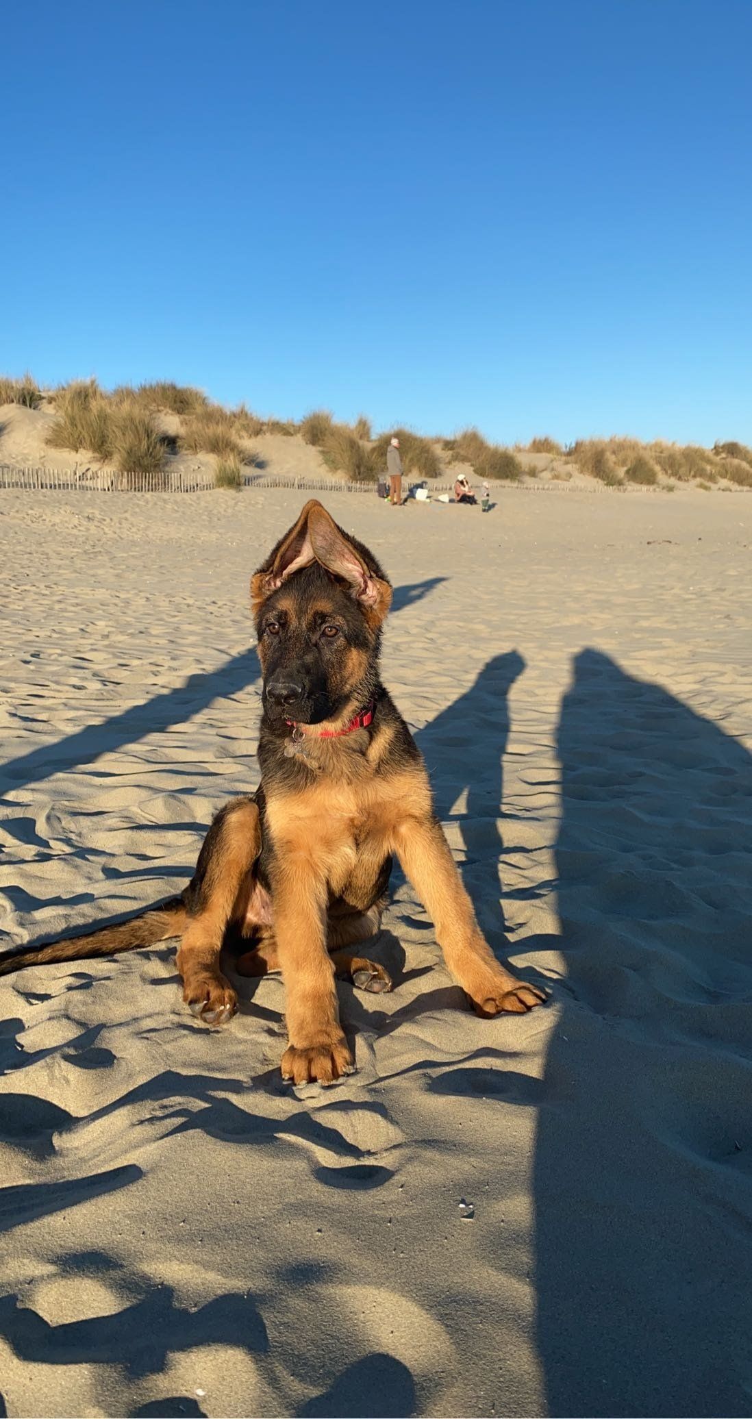 Simba, jeune berger allemand à la plage