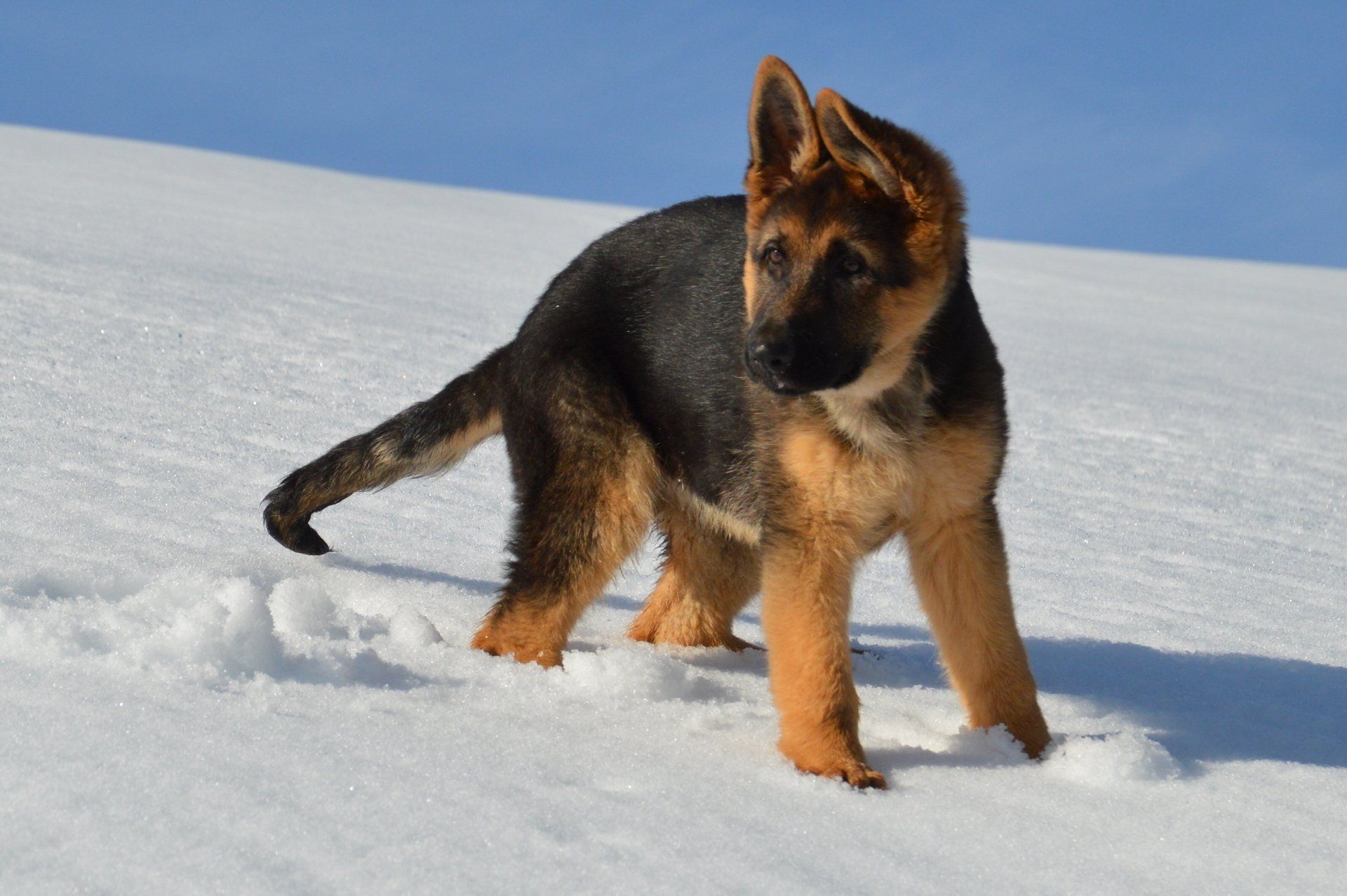Roxy, chiot berger allemand dans la neige