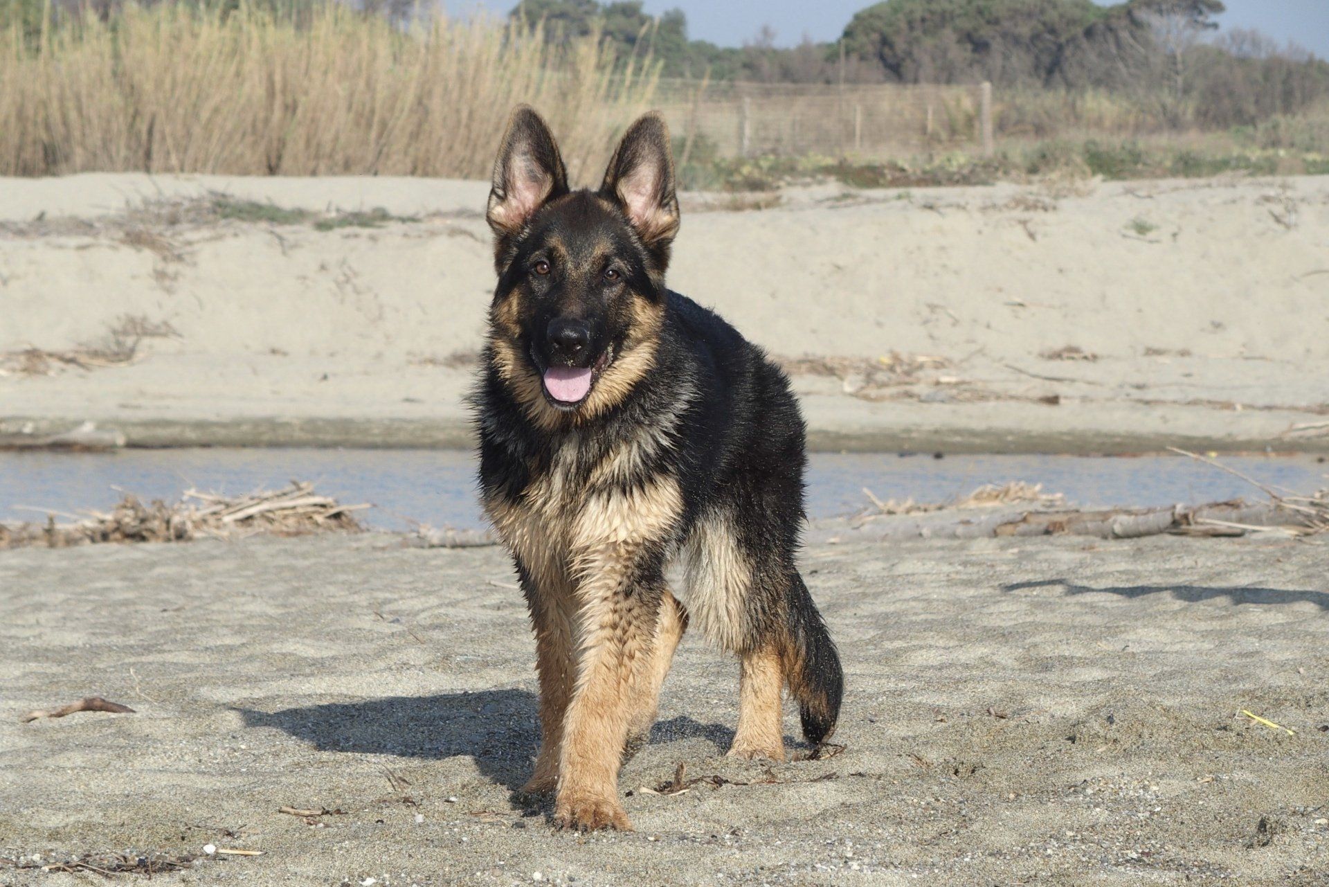 Rainbow, jeune berger allemand
