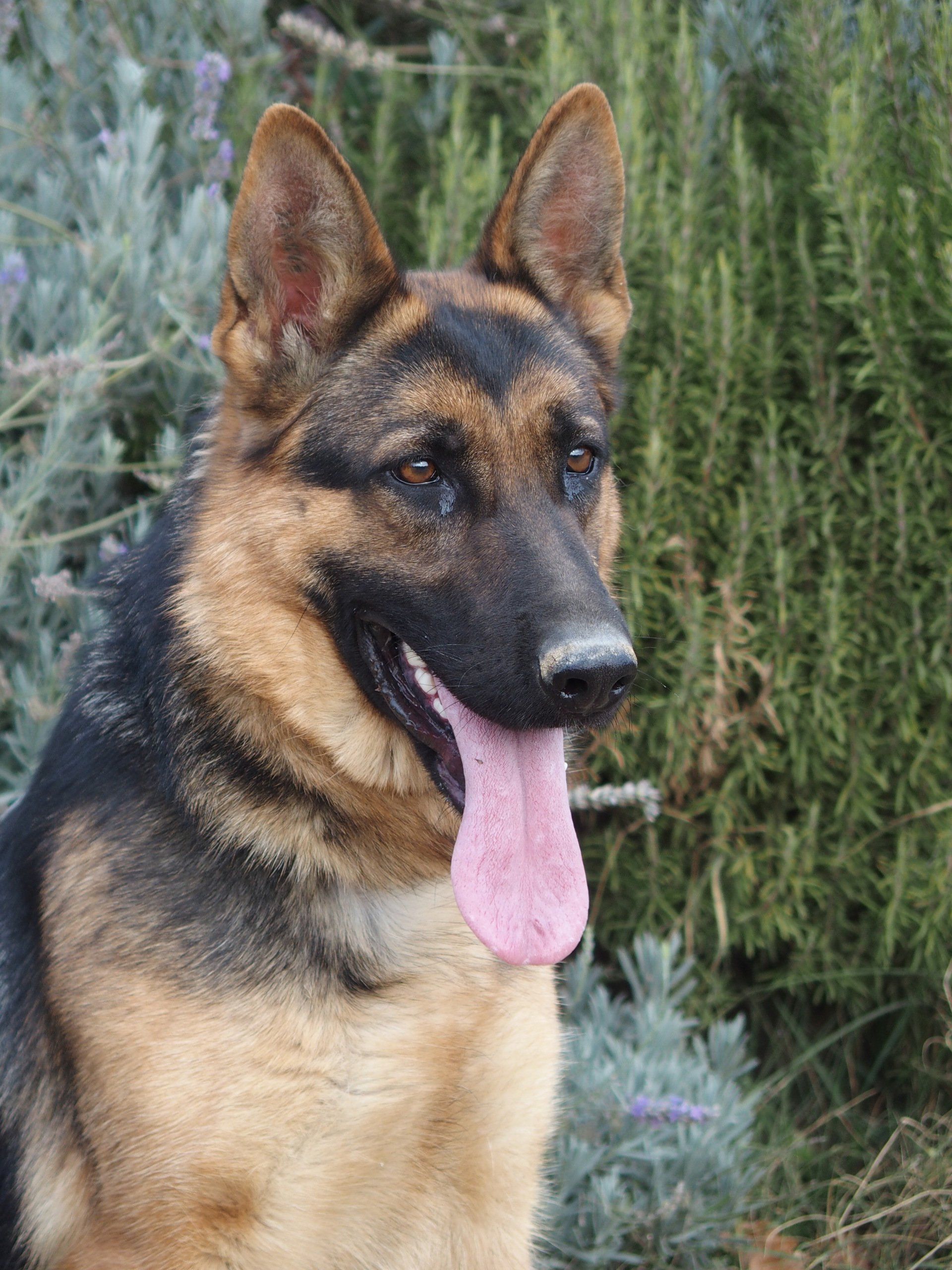 Louna, femelle reproductrice berger allemand